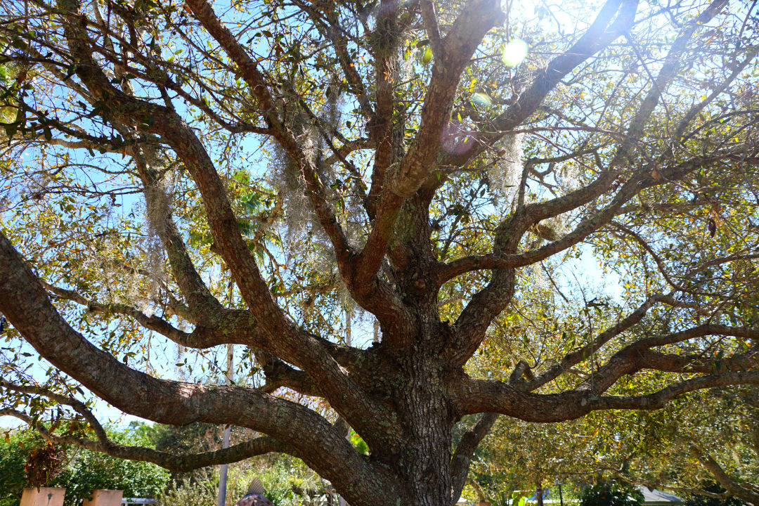 A cathedral live oak