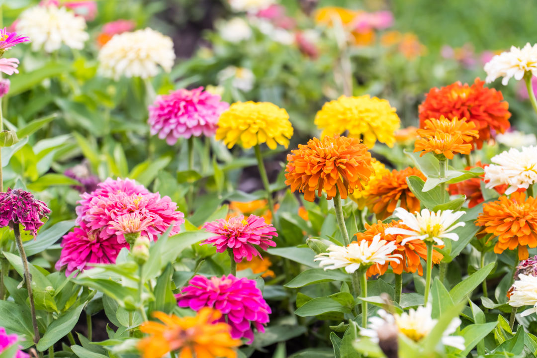 Hunsader Farms' flower fields are open for u-pick.