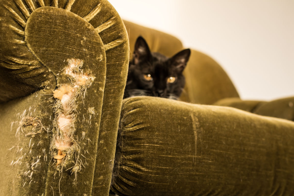 Q&A: How to Prepare Your Pet When You Head Back to Work - Vimarsana News