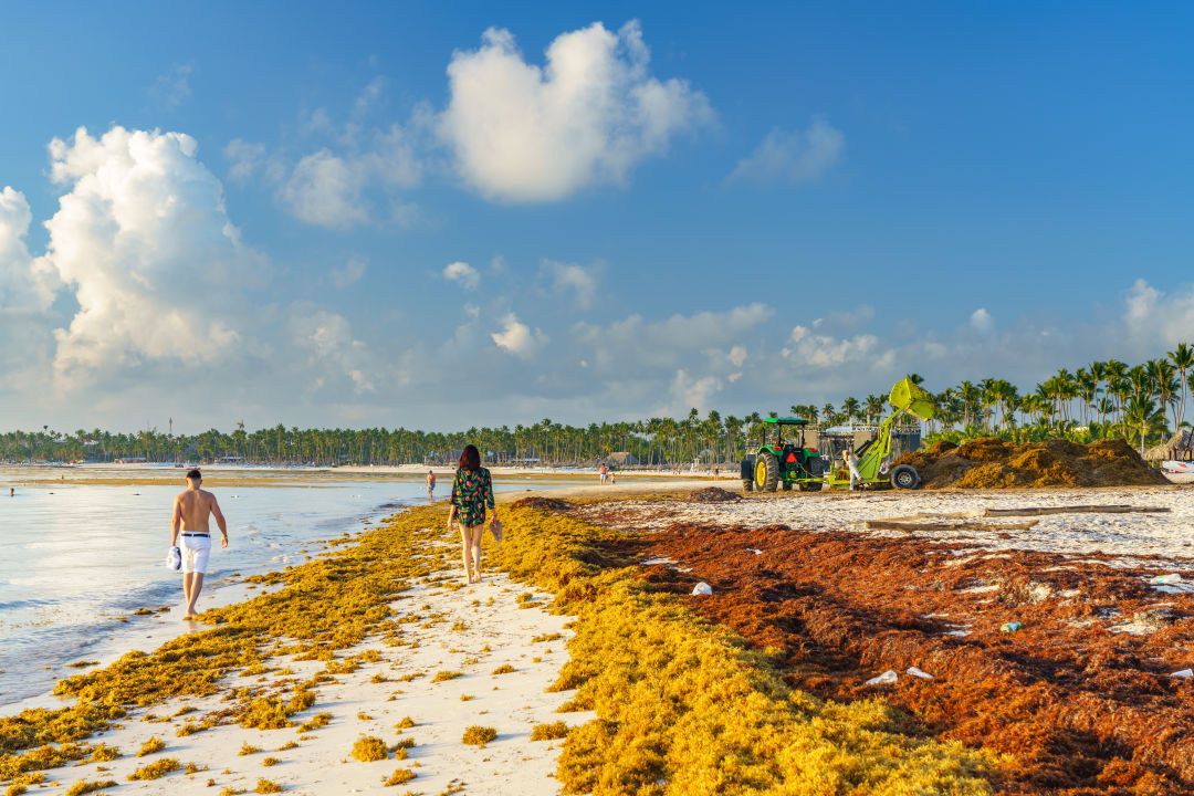 A white-sand beach during a previous sargassum event.