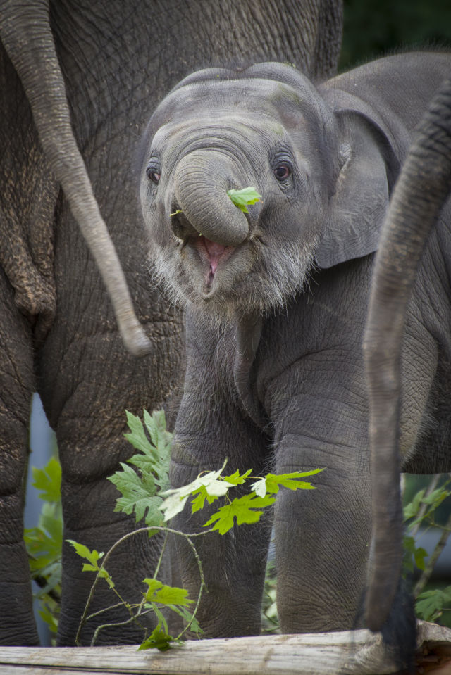 A Closer Look at the Oregon Zoo’s Elephant Breeding Program | Portland