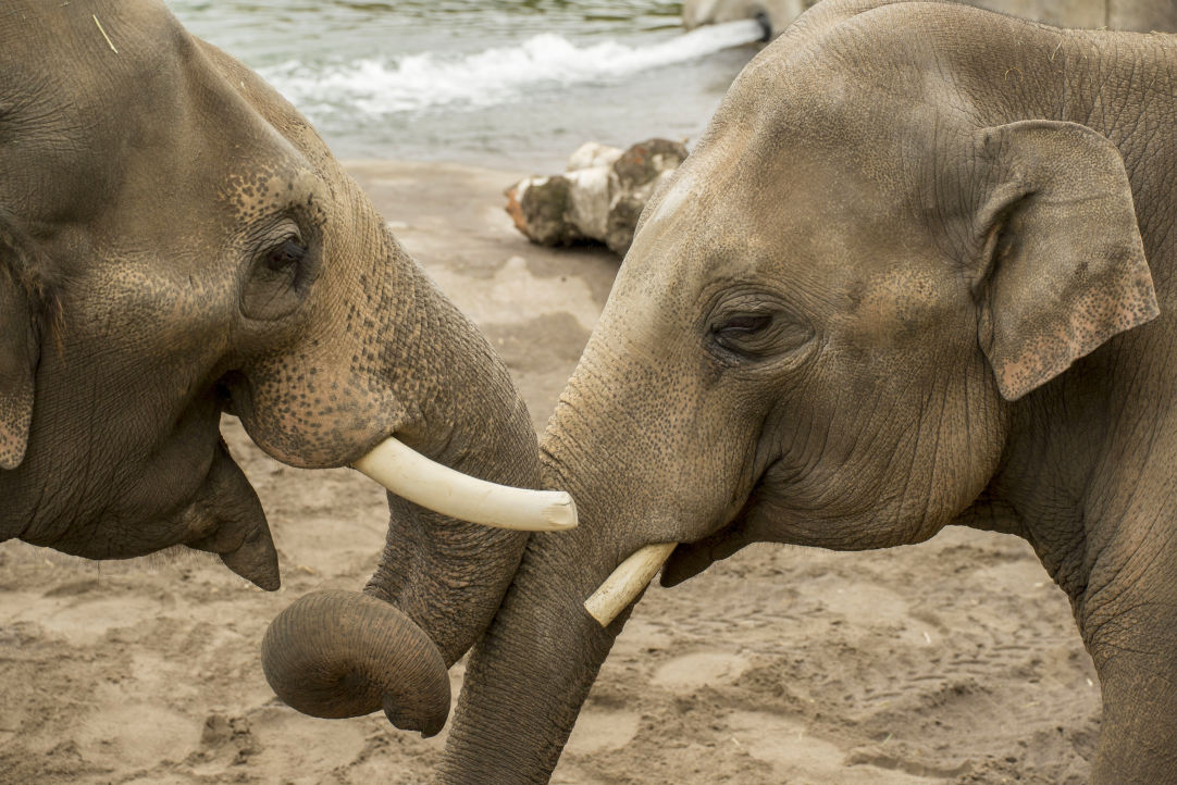 Oregon Zoo Events