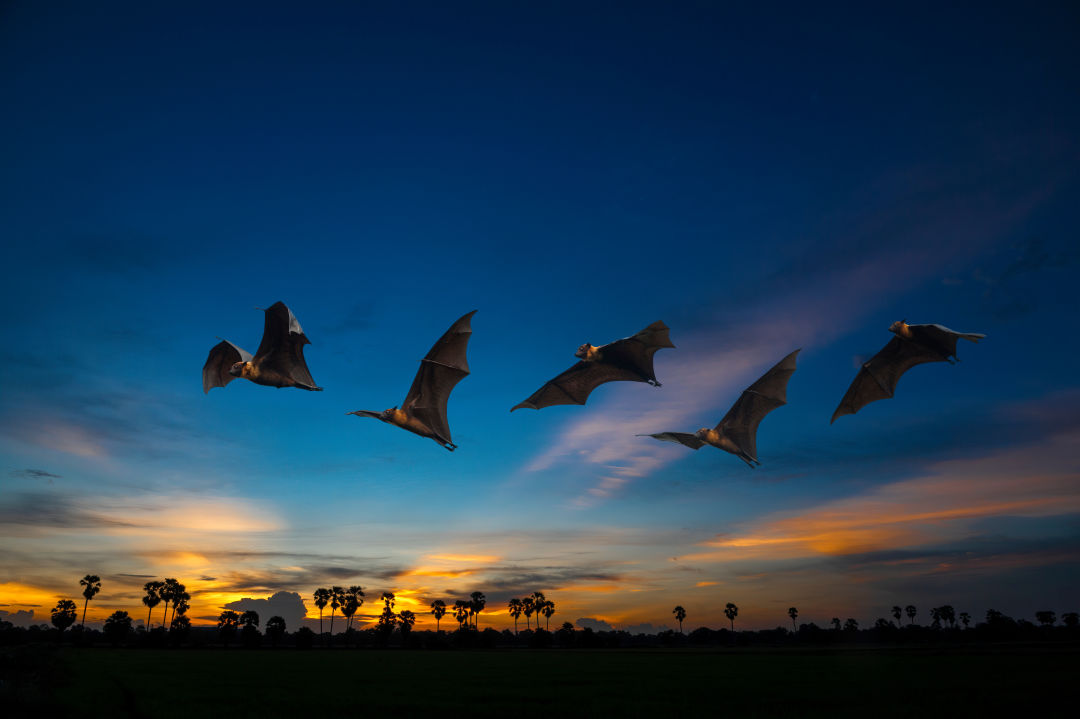 There are 13 species of bats commonly found in Florida.