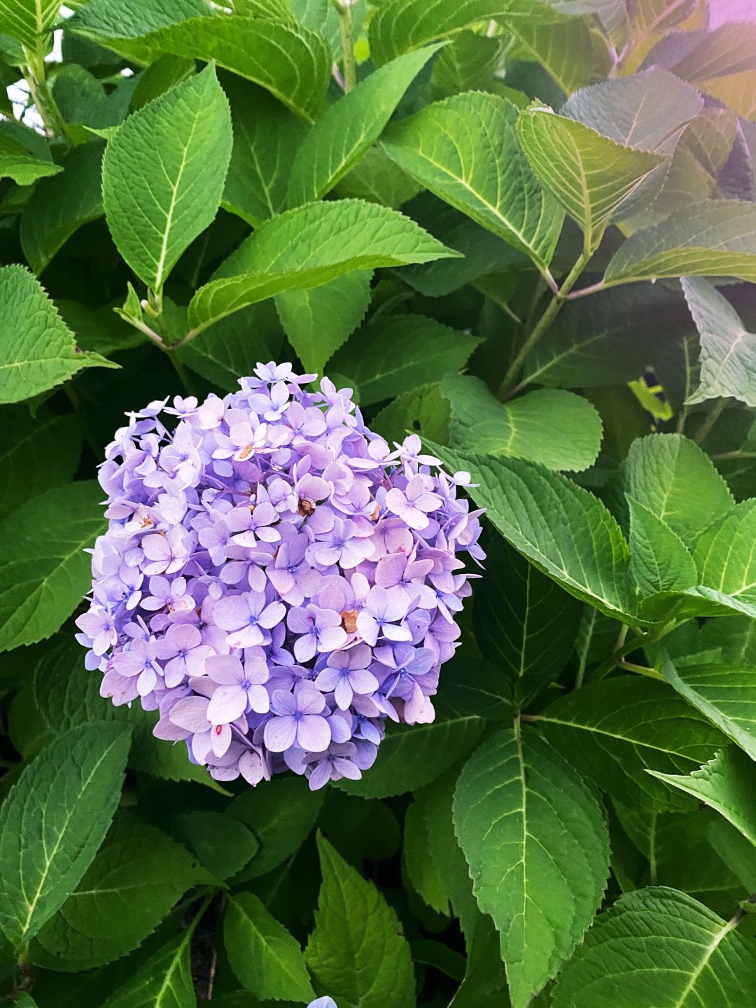 Hydrangeas line the home's big front porch