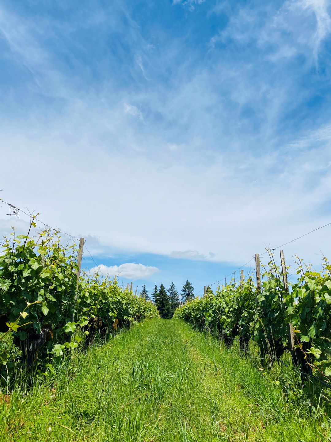 Argyle vineyards in June