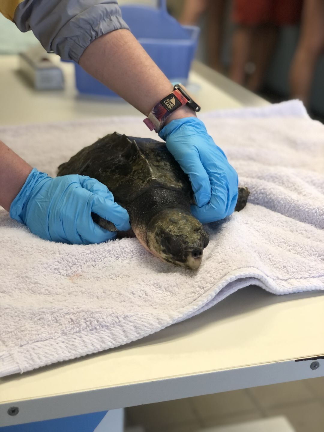 Mote Caring for Six Cold-Stunned Kemp's Ridley Sea Turtles | Sarasota Magazine Mote Caring for Six Cold-Stunned Kemp's Ridley Sea Turtles | Sarasota Magazine
