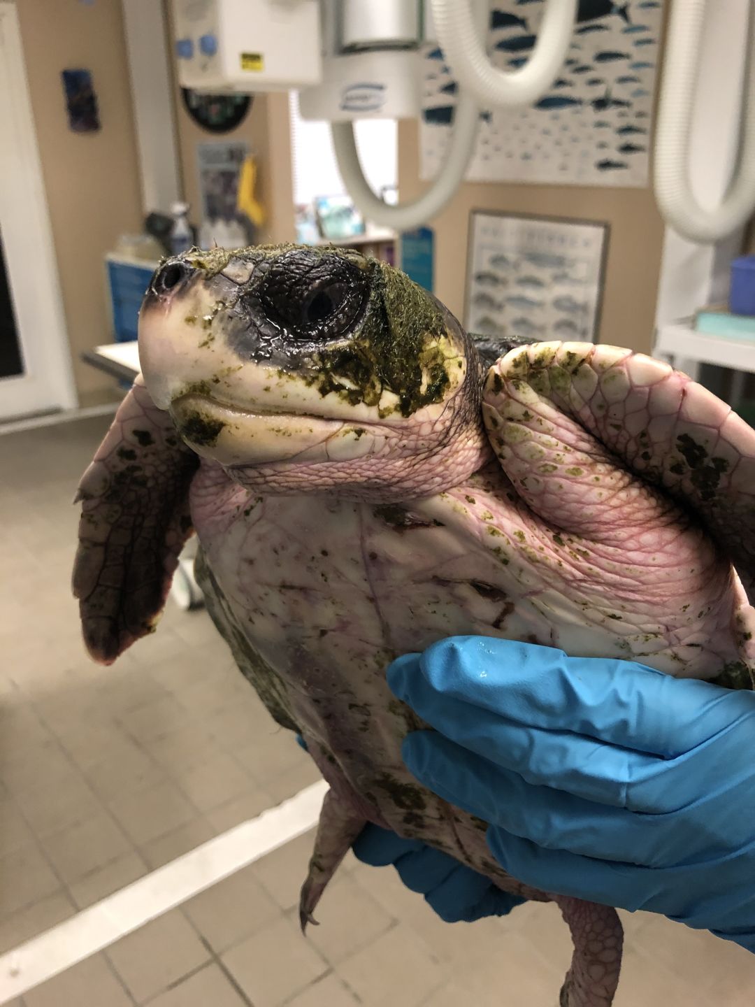 One of six cold-stunned Kemp's ridley sea turtles being cared for at Mote.