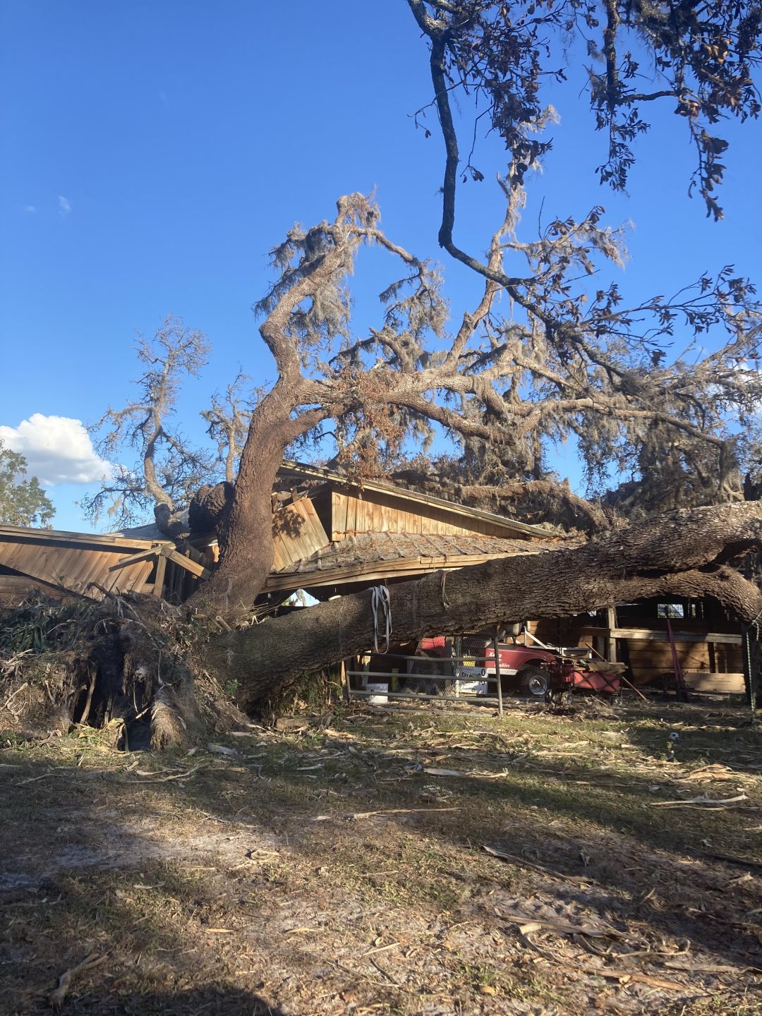 Trees fallen through a barn due to Hurricane Ian