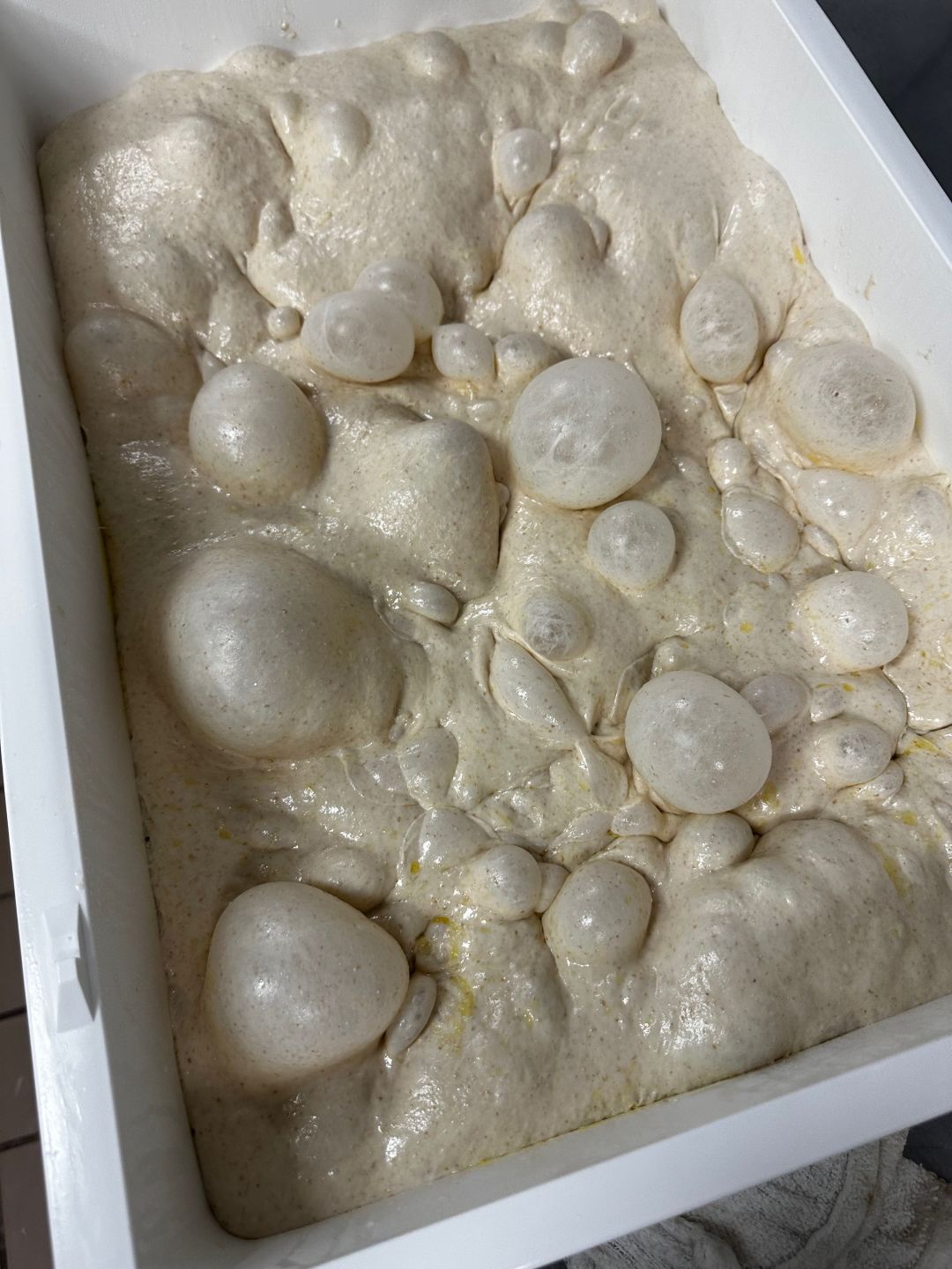 Bubbly focaccia dough, ready to be baked.