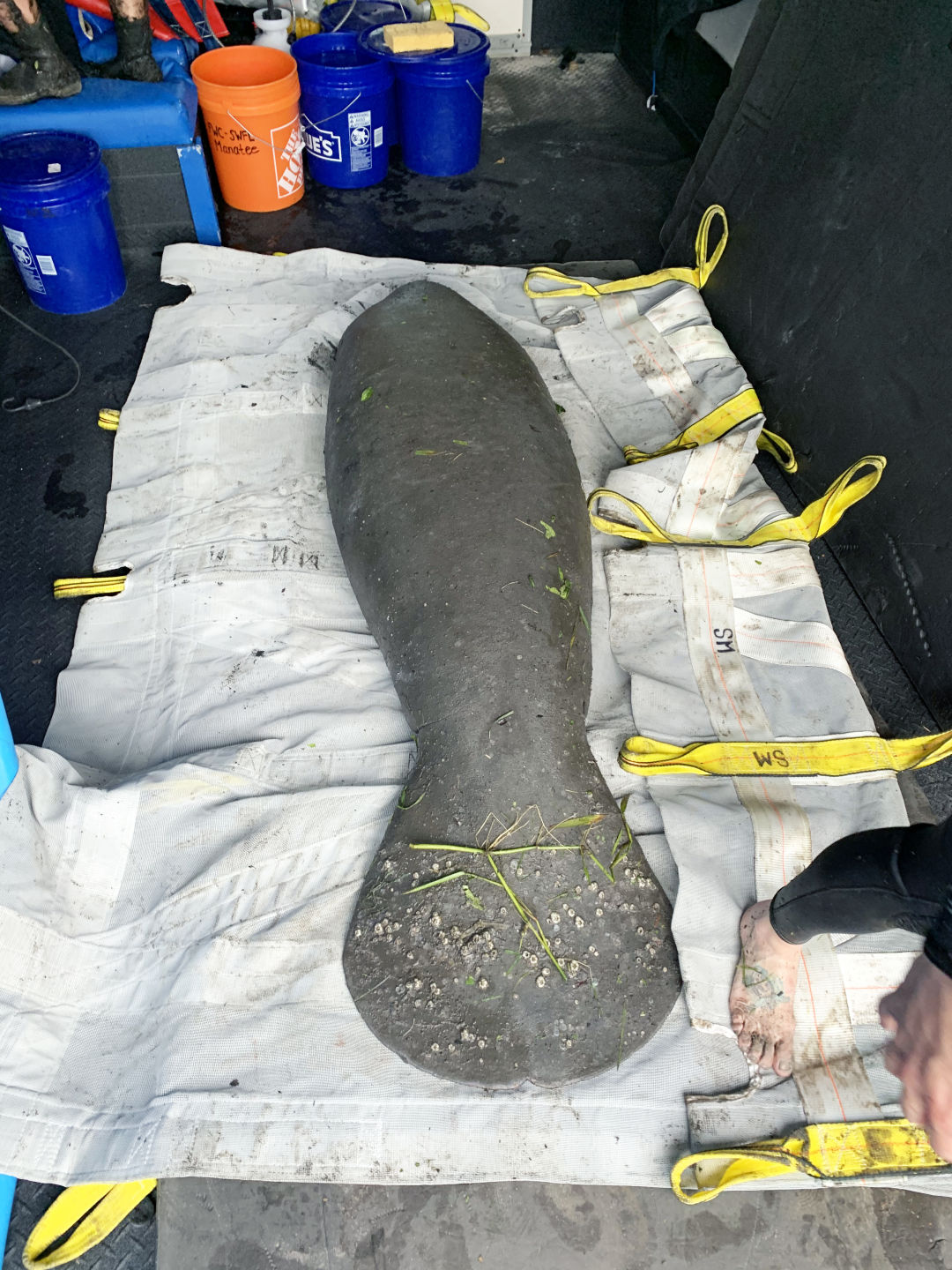 A cold-stressed manatee rescued on Jan. 12 near Phillippi Creek prepares to be transferred to ZooTampa's manatee hospital.