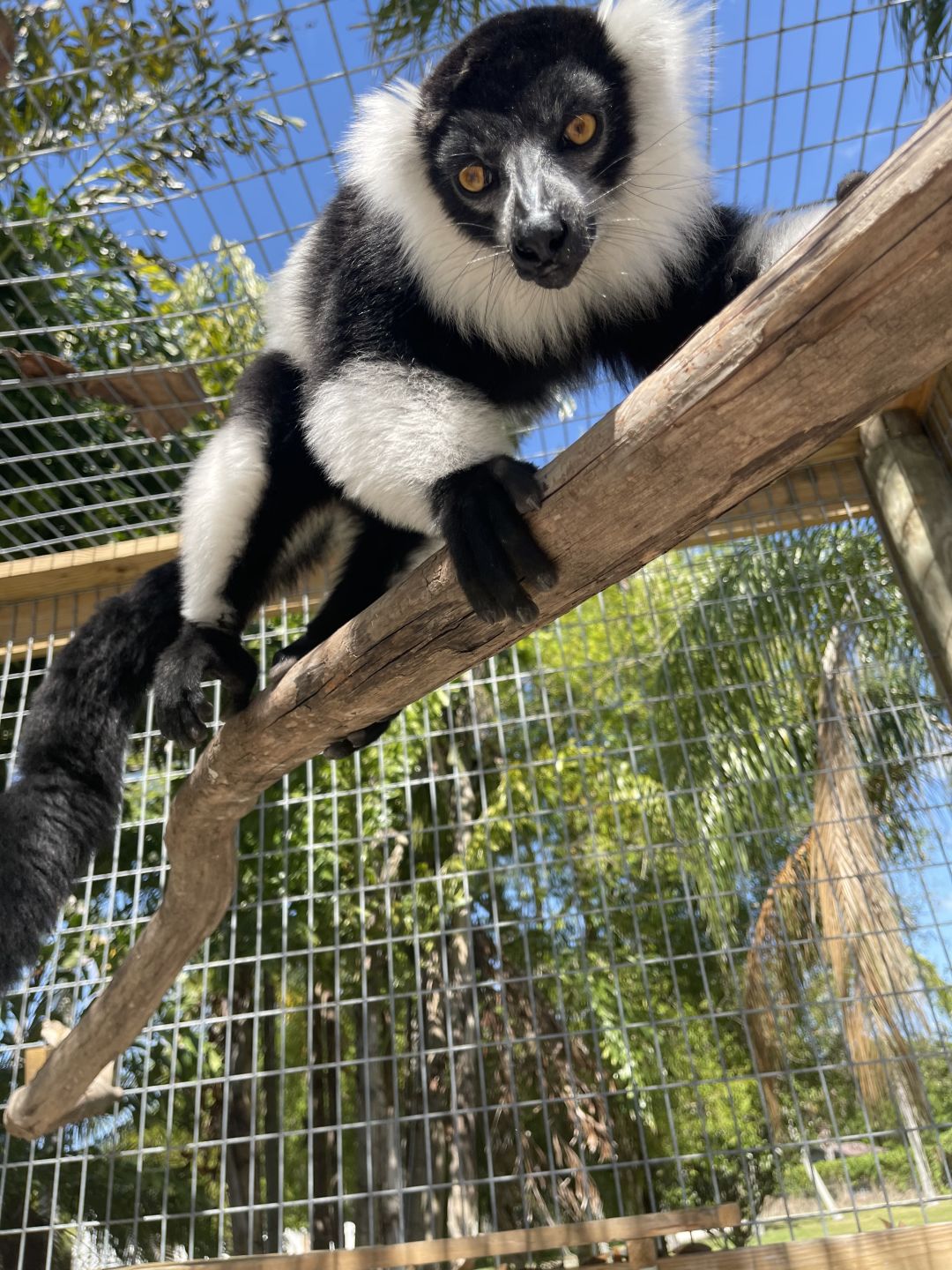 A black and white ruffed lemur at Big Cat Habitat