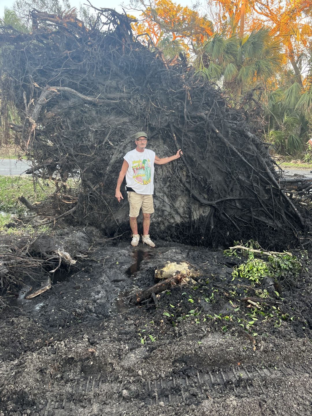 Phil Pagano in front of his uprooted Ficus.