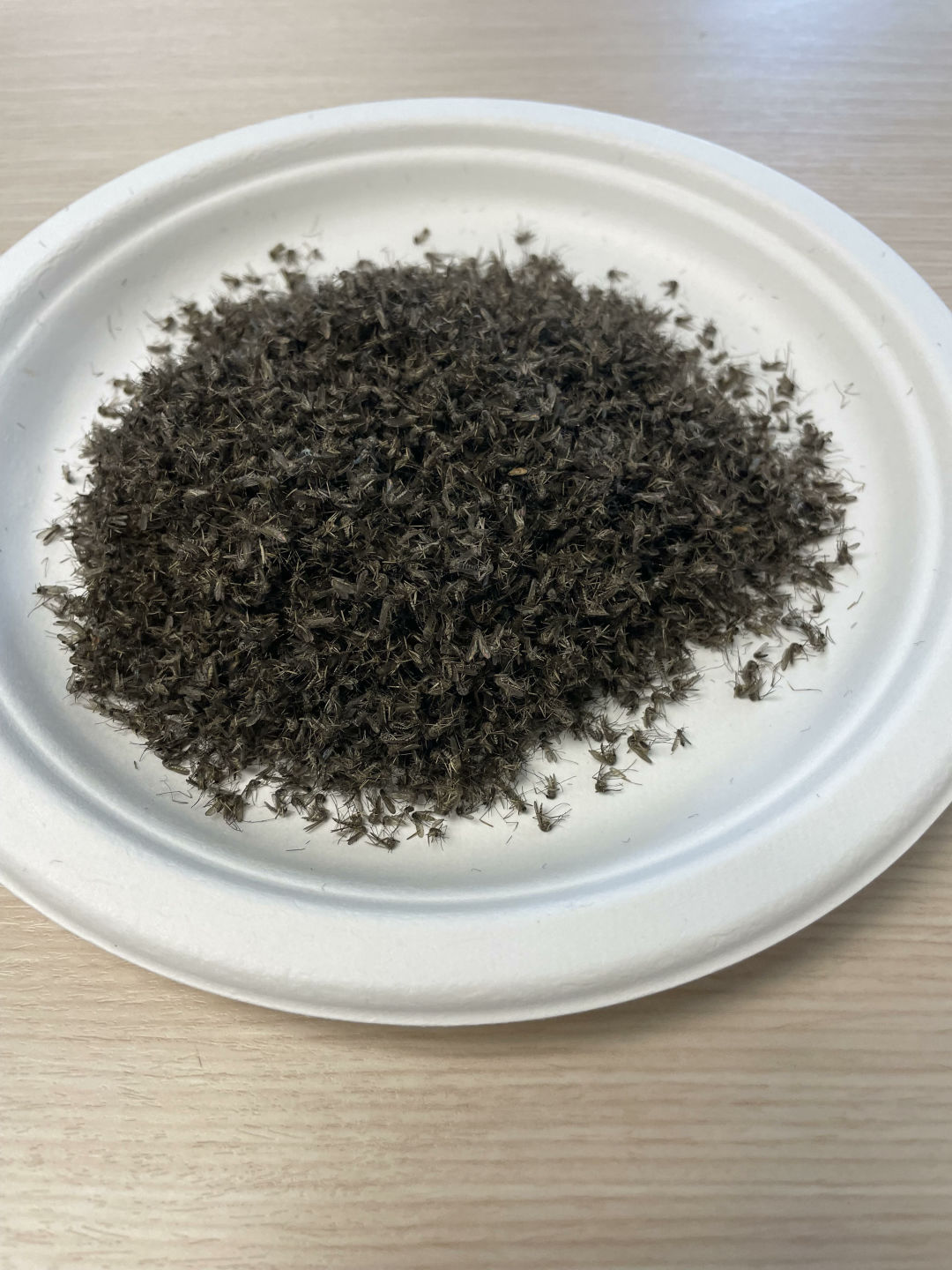 a pile of dead mosquitoes on a paper plate
