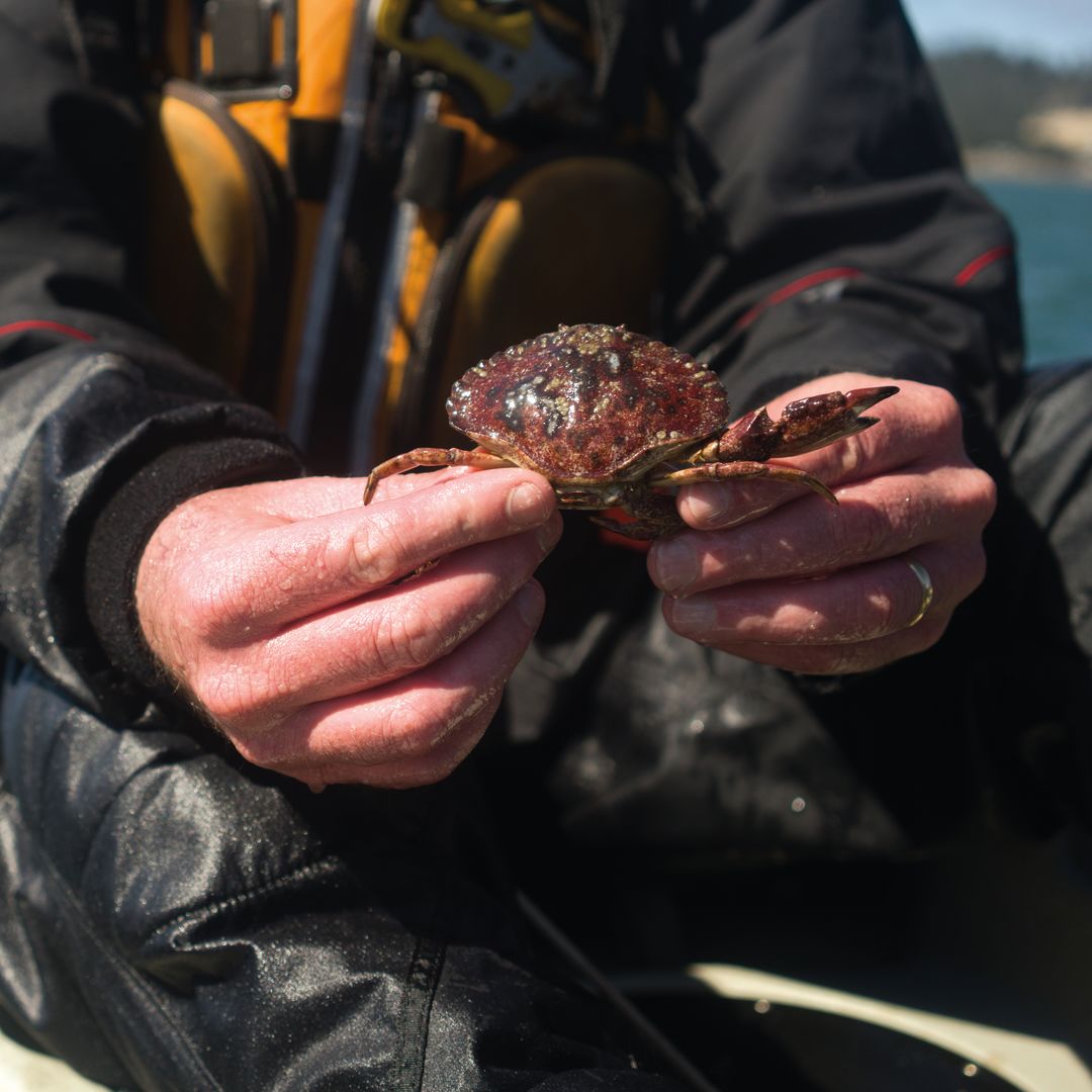 Crabbing on the Coast