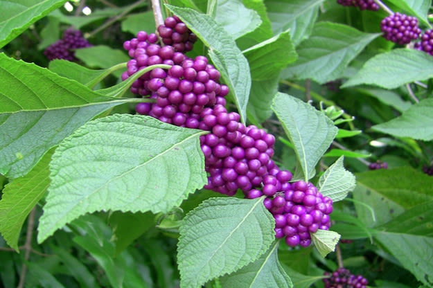 Harvesting Beauty Berries