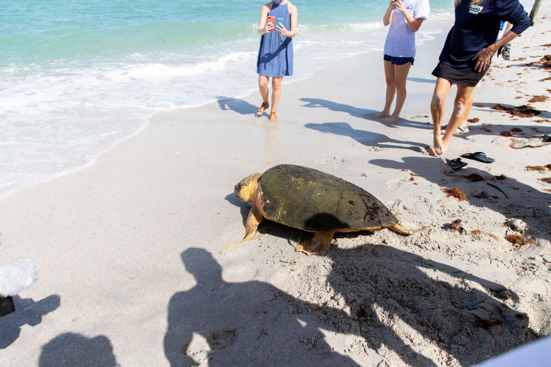 Mote staff release Joyce into the Gulf of Mexico on Casey Key.