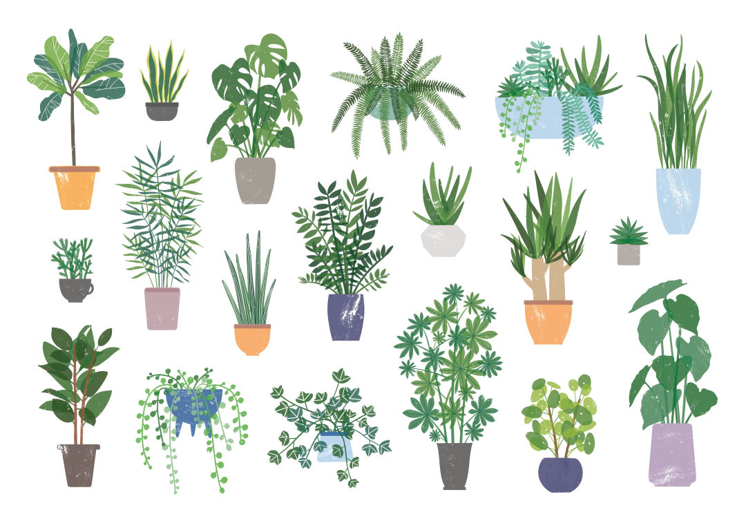 Which Houseplant Is Right For You Houstonia Magazine