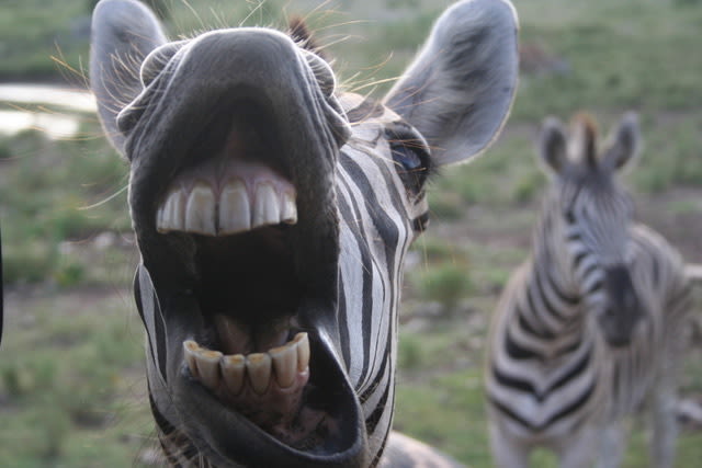 safari in north texas