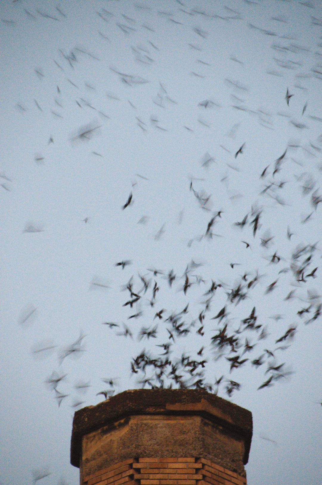 The Vaux’s Swifts Migration Is Peaking Now in Portland Portland Monthly