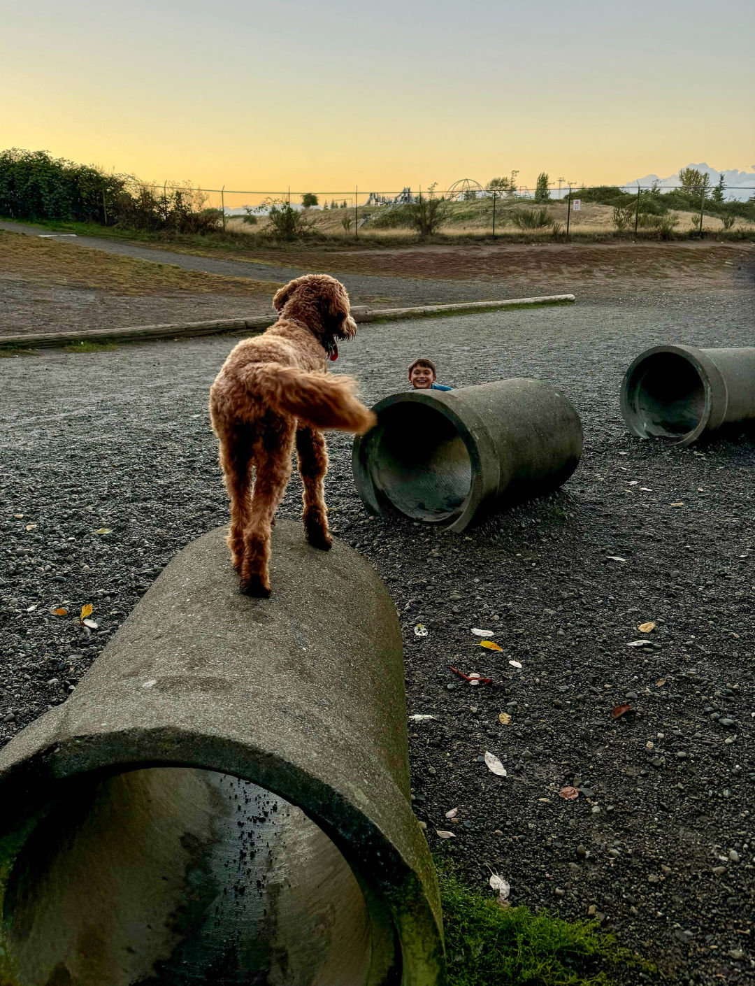 westcrest dog park ygeo7b