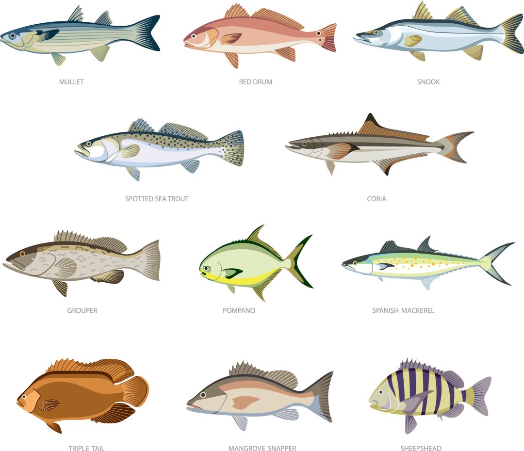 Most Popular Edible Sea Fishes