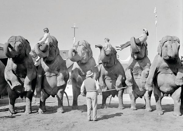 Elephant trainer Walter McClain with elephants.