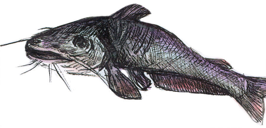 Catfish joz0oc