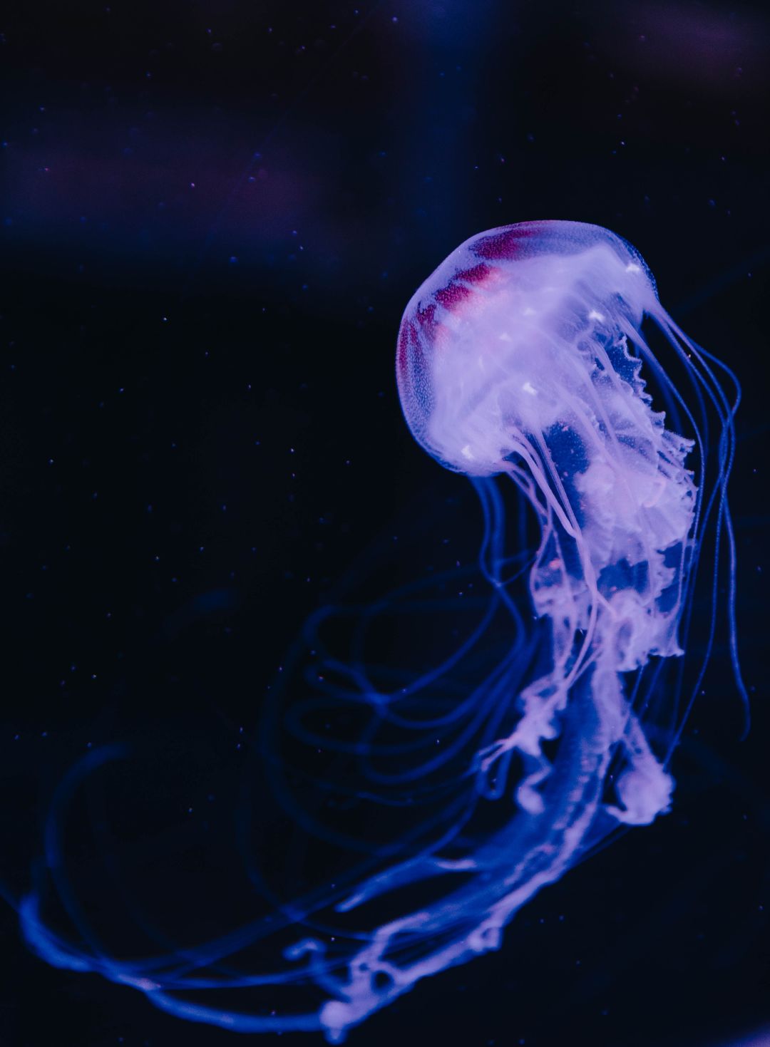 An ethereal jellyfish