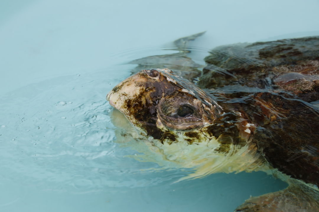 Connor, an adult male loggerhead sea turtle, received treatment for lethargy and skin erosion at Mote's Sea Turtle Rehabilitation Hospital.