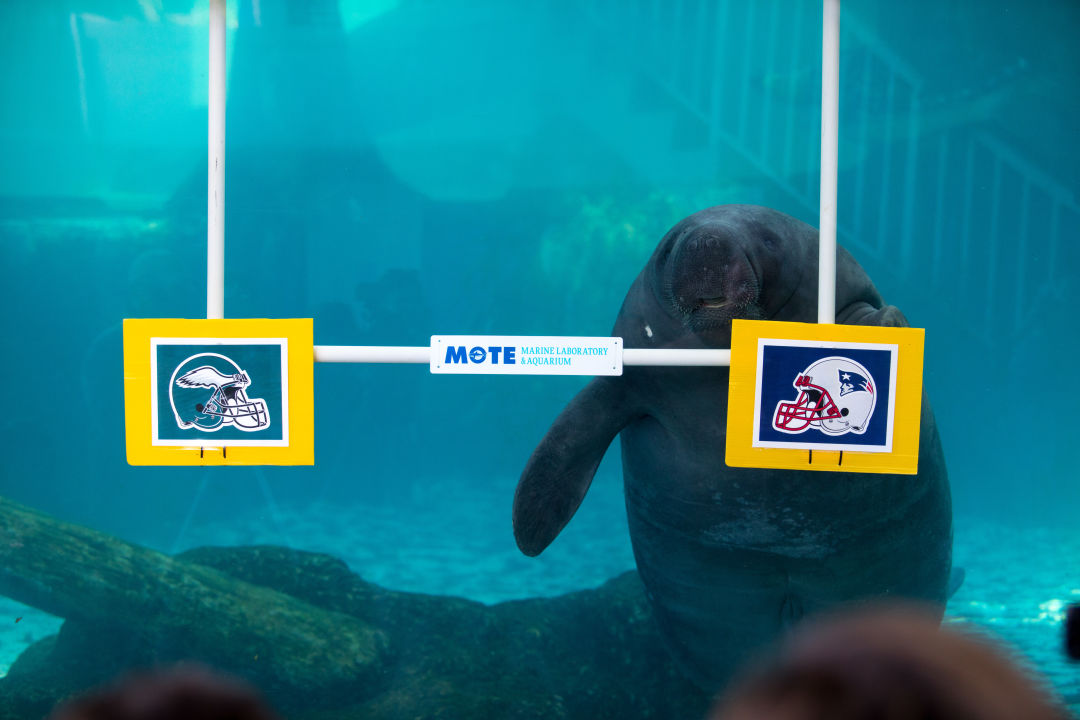 Manateesuperbowlpredictions 20180201 012 yw0434