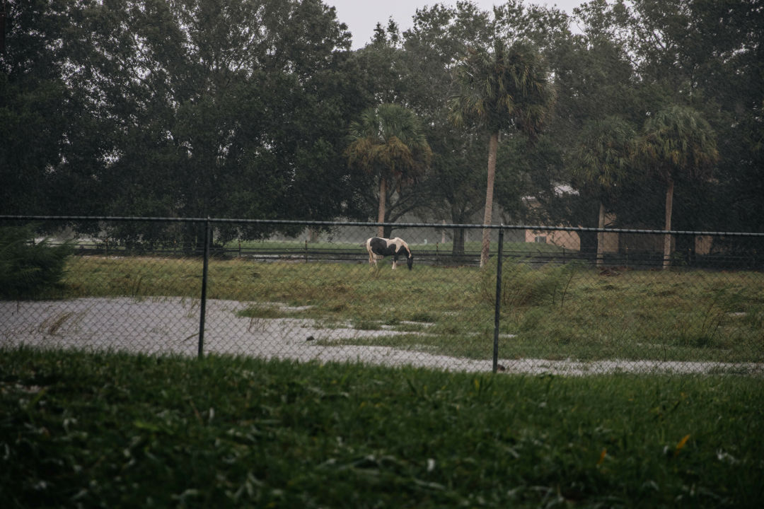 This horse is just happy to graze.