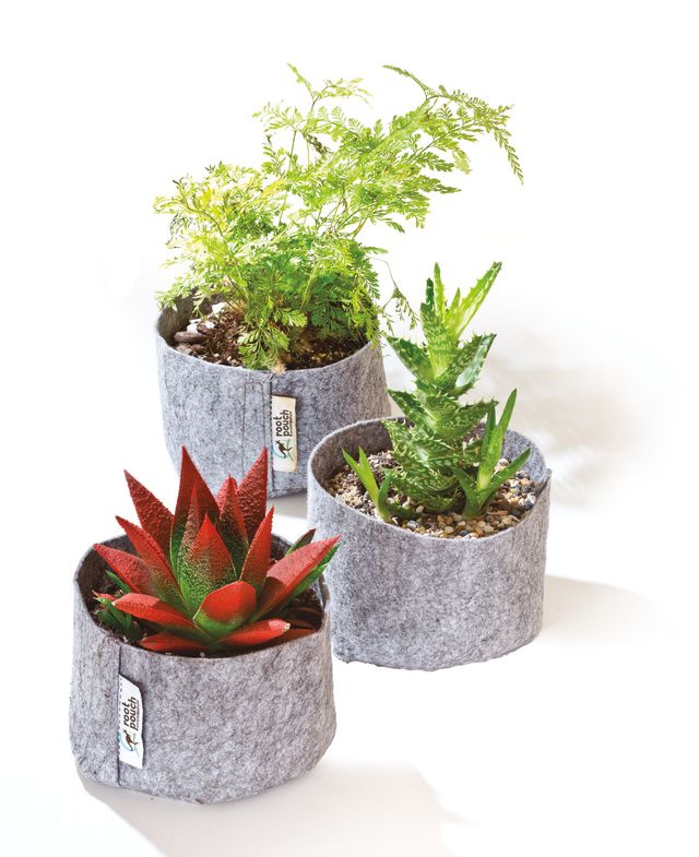 Pomo 0916 trophy case root pouch plants spgb9h
