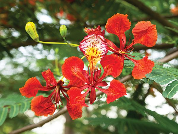 Royal poinciana (Delonix regia)