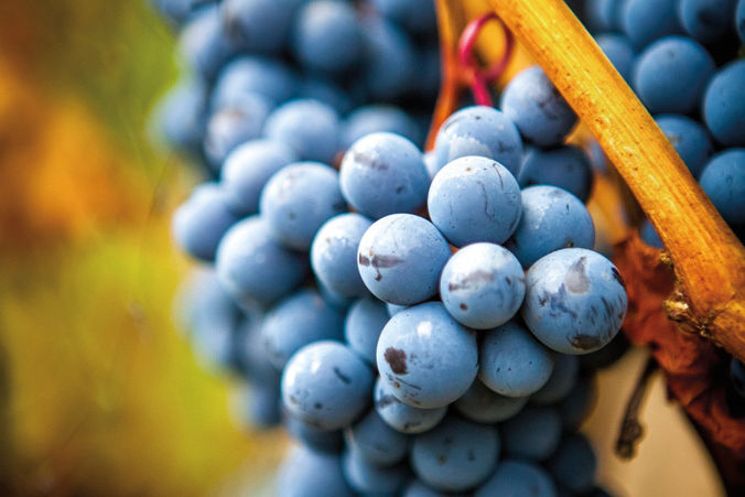 0913 troon vineyard grapes ypkewt