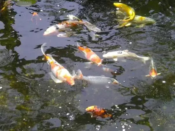 Japanese koi in a pond.