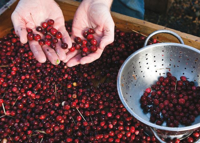 Pomo 1016 fall day trips bonus cranberries h1ibwo