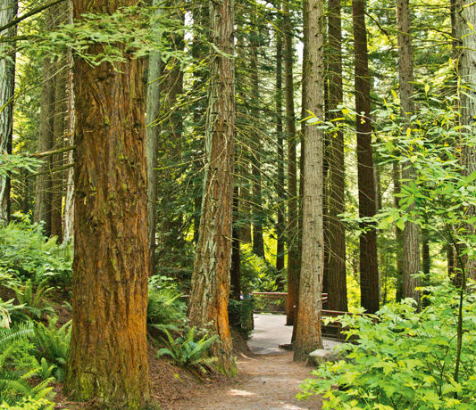 Hoyt arboretum sfbwif