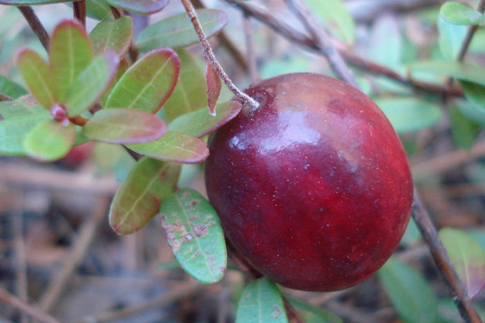 Cranberry umaine egbj6x