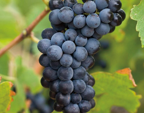Grapes gqp10h