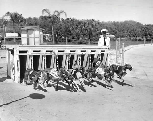 Sarasota kennel club poker one-eyed jacks