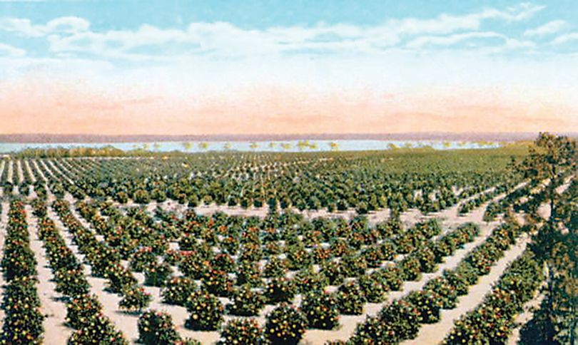 Florida orange groves