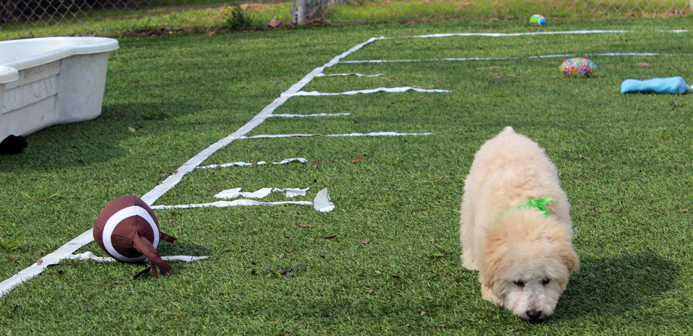 Puppy bowl 8451 gw1c0j