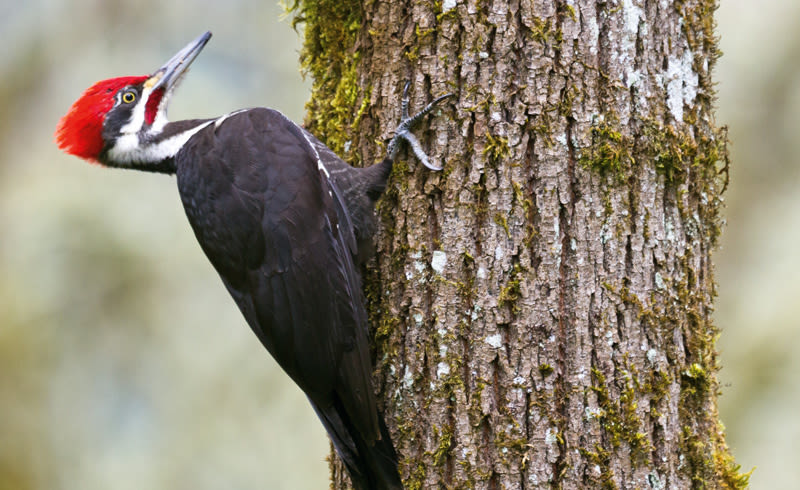 Woodpecker onnhxk
