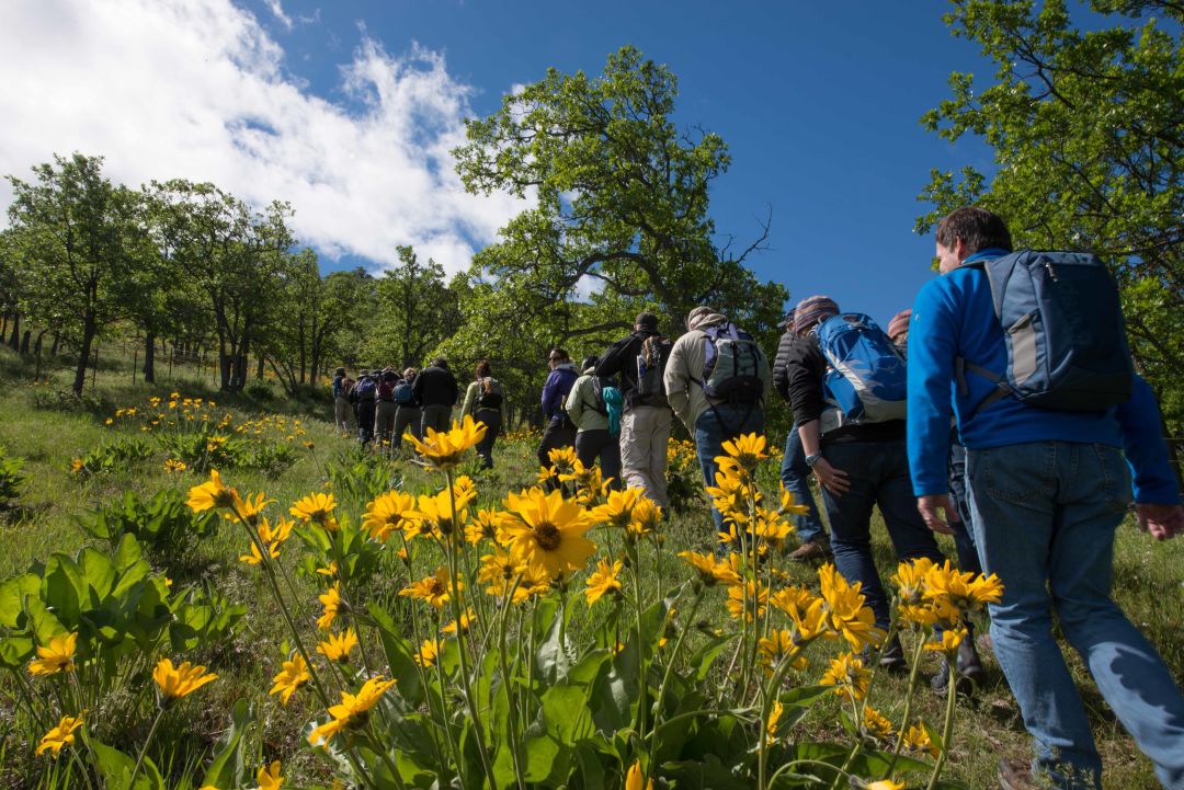 Balsamroot and tour participants 2016 brian chambers photography wtphmx