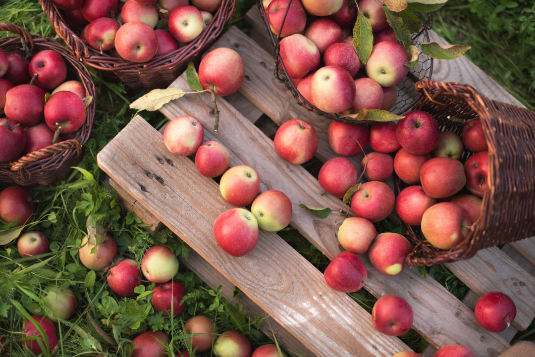 Five Apple Orchards You Should Visit In Texas This Fall Apple Orchard ...