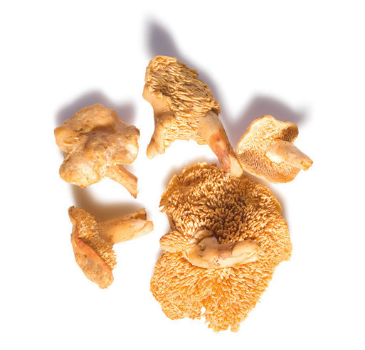 Hedgehog mushrooms mbqejq