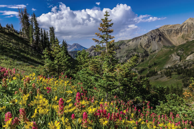 Park city summer 2013 flower power alpine i heart pc ioh6ky