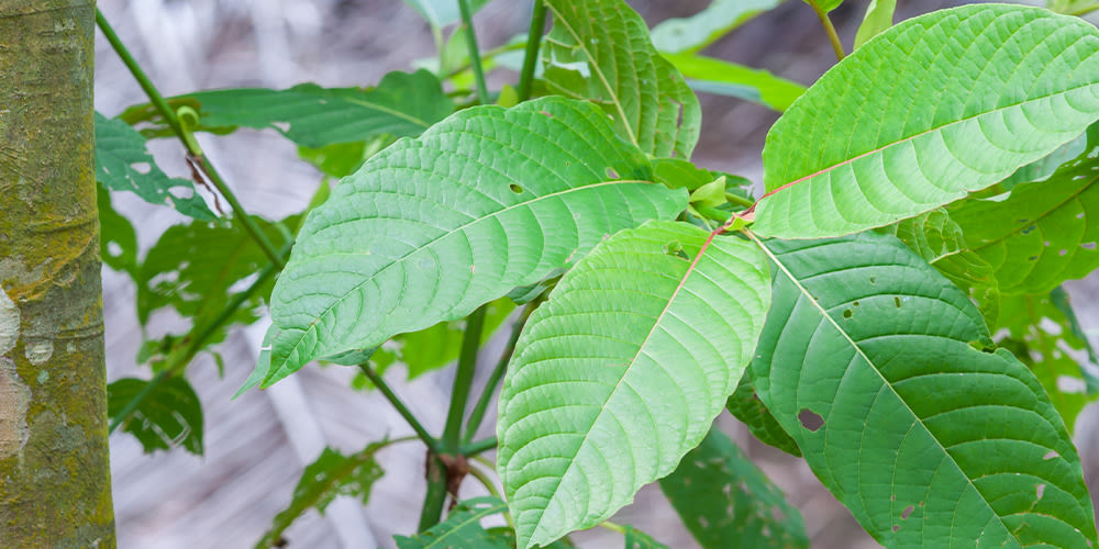 Kratom Capsules: Top-5 Premium Kratom Brands You Can Buy Online