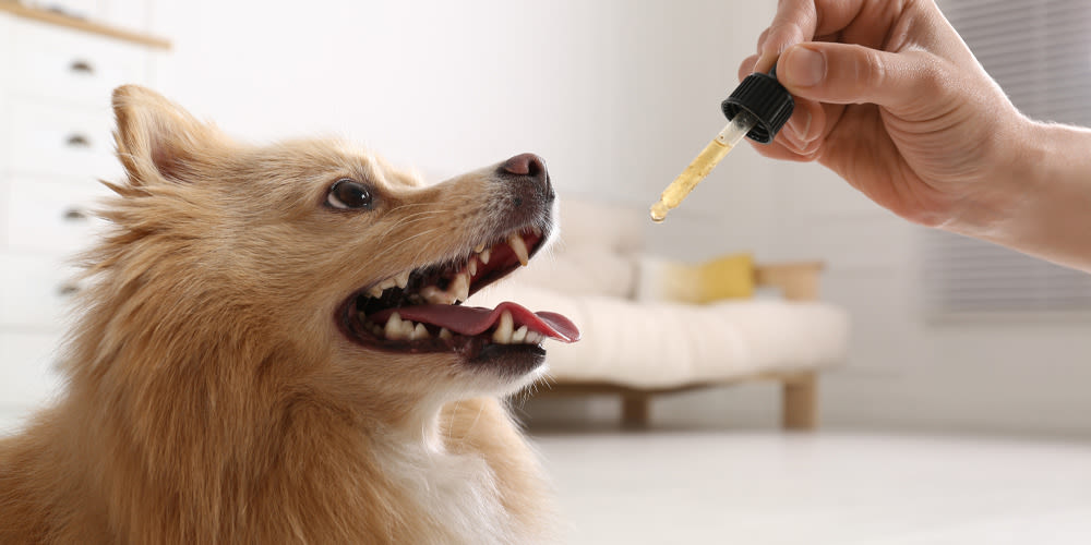 The Importance of Choosing a Trusted and Reliable CBD Dog Treats Supplier