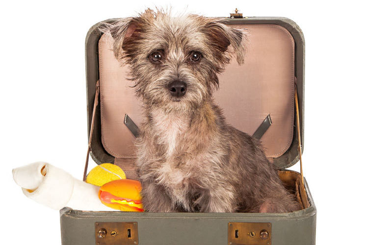 Best Places to Board Your Pooch in PDX Portland Monthly